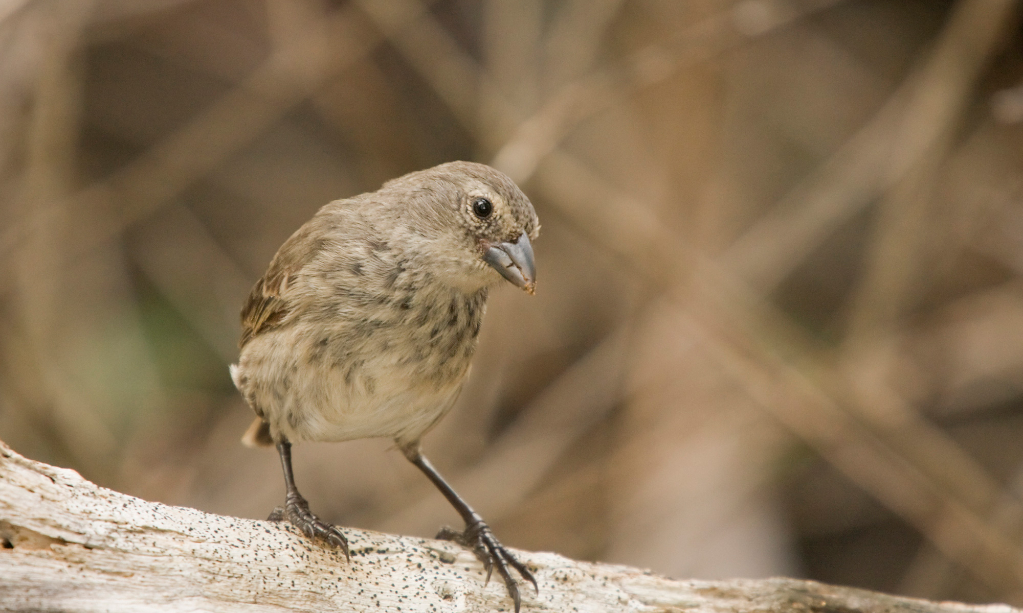 Mangrove Finch Galapagos Conservation Action