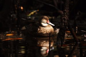 Pintail